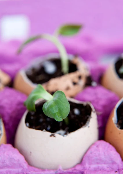 Зеленые саженцы, растущие из почвы в яйце — стоковое фото