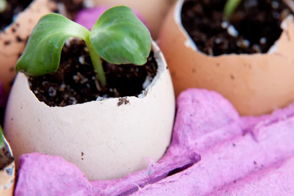 Groene zaailing groeien uit de bodem in het ei — Stockfoto