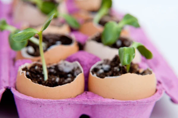 stock image Green seedling growing out of soil in the egg