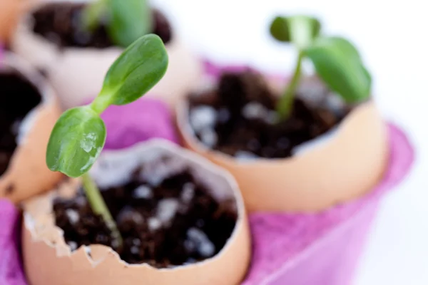 Groene zaailingen groeien uit de bodem in eierschalen — Stockfoto