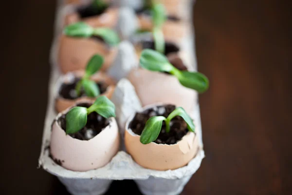 Plántulas verdes que crecen fuera del suelo en cáscaras de huevo — Foto de Stock
