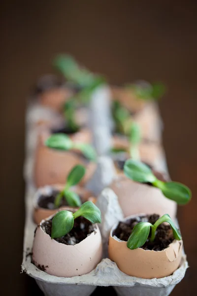 卵の殻の土から成長している緑の苗 — ストック写真