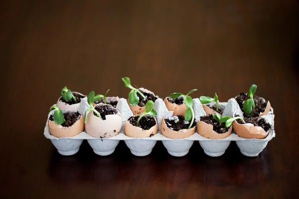 Plántulas verdes que crecen del suelo en el huevo — Foto de Stock