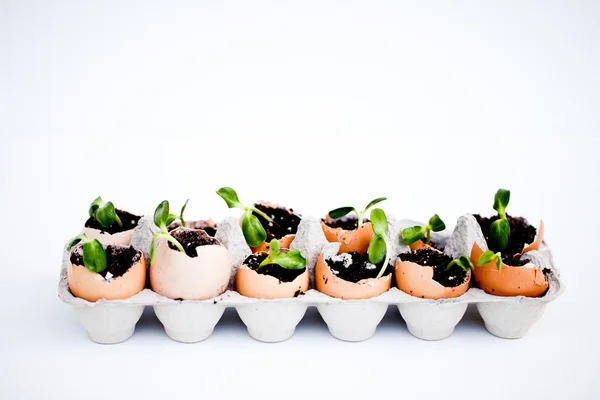 Stock image Green seedlings growing out of soil in egg shells