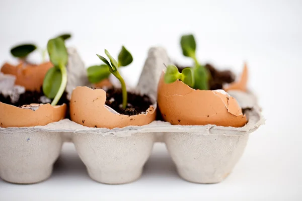 Semis verts poussant hors du sol en coquilles d'œufs — Photo