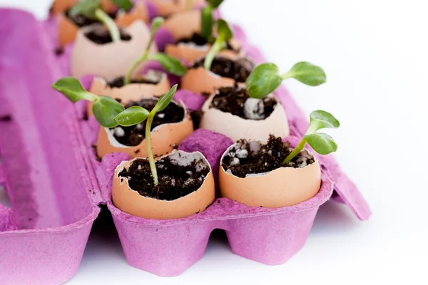 Green seedlings growing out of soil in egg shells Royalty Free Stock Photos