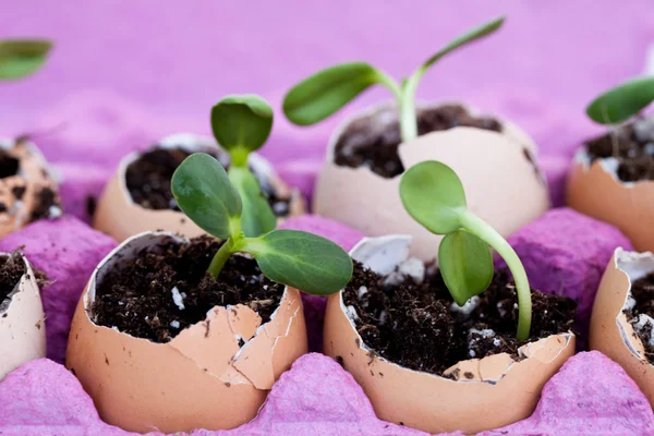 Green seedlings growing out of soil in egg shells Stock Image