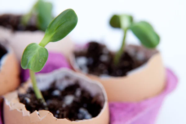 Green seedlings growing out of soil in egg shells Stock Picture