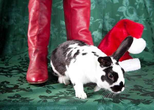 Ajudantes do Pai Natal — Fotografia de Stock