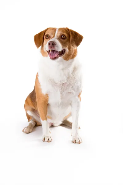 행복 한 건강 한 혼합된 품종 비글 강아지 — 스톡 사진
