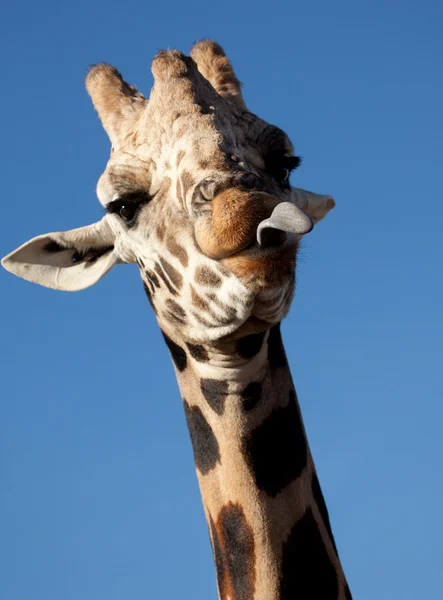 Язик і Girafe — стокове фото