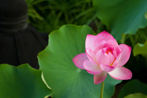 Vackra fuchsia lotus — Stockfoto