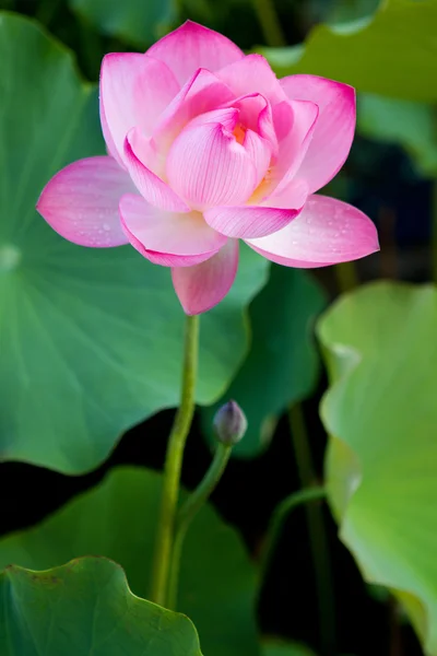 Güzel fuşya lotusjonge vrouw wordt gemasseerd — Stockfoto
