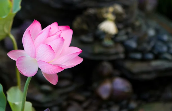Krásná fuchsie lotus — Stock fotografie