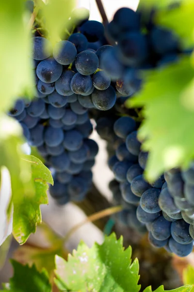 Skupisk winogron — Zdjęcie stockowe