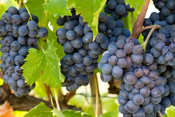Skupisk winogron — Zdjęcie stockowe