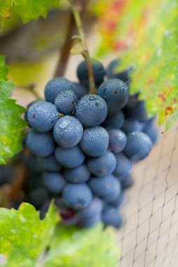 Cluster of California Zinfandel Grapes clipart