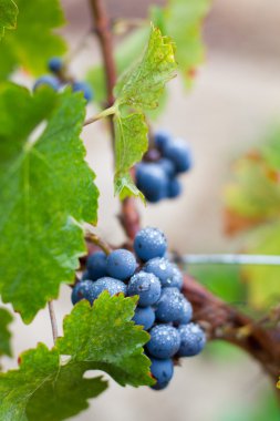 Cluster of California Zinfandel Grapes clipart