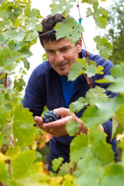 Winemaker