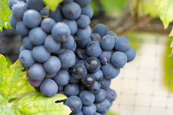 Cluster de California Zinfandel Grapes — Fotografia de Stock