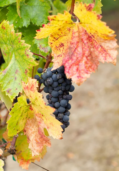 Cluster de California Zinfandel Grapes — Fotografia de Stock