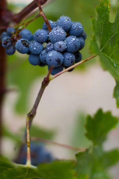 カリフォルニアのジンファンデルのブドウのクラスター — ストック写真