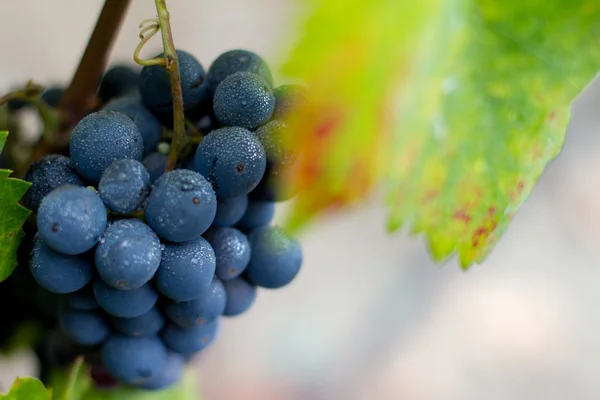 Grono california zinfandel winogron — Zdjęcie stockowe