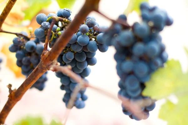 stock image Cluster of California Zinfandel Grapes