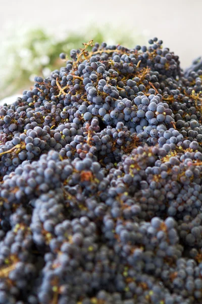 Harvet winogron — Zdjęcie stockowe