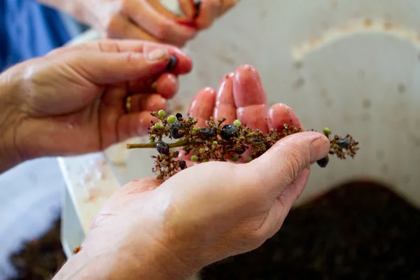 stock image Harvet of Grapes