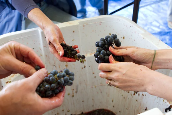 Harvet winogron — Zdjęcie stockowe