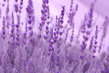 Lavender Plants clipart