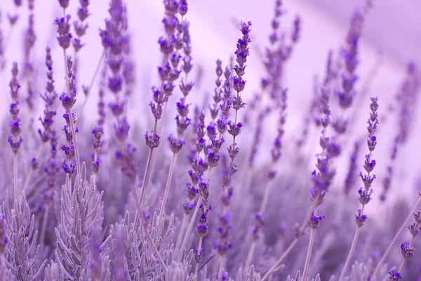 Lavendelpflanzen — Stockfoto