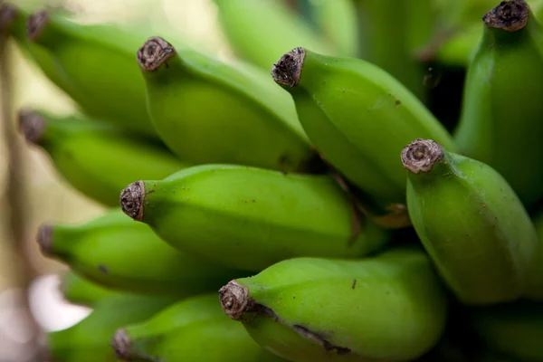 stock image Fresh Picked Bananas