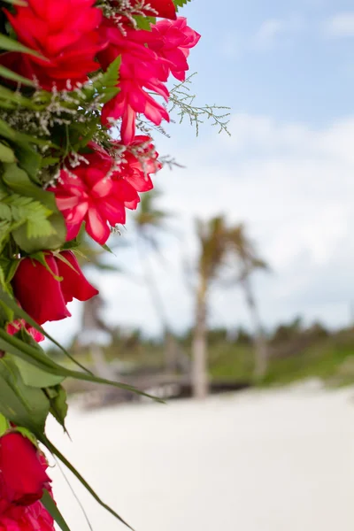 在海滩上的红色花朵 — 图库照片