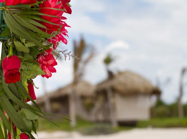 Rode bloemen op het strand — Stockfoto