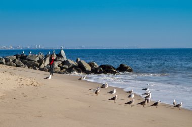 Shoreline in Malibu California with a flock of Seagulls clipart