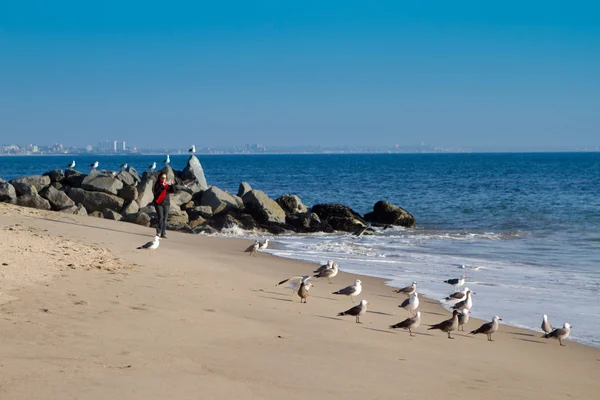 Strandlinjen i malibu Kalifornien med en flock fiskmåsar — Stockfoto