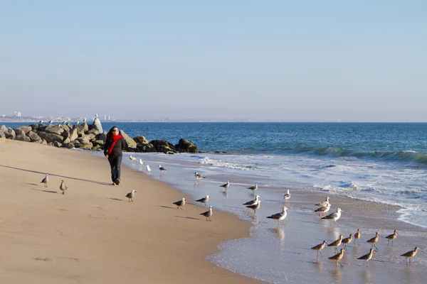 Shoreline em Malibu Califórnia com um bando de gaivotas — Fotografia de Stock