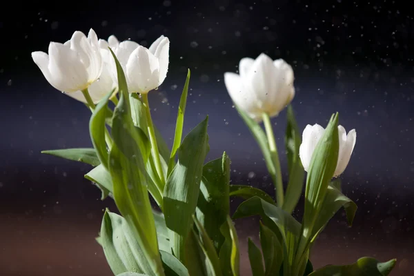 4 月の雨は 5 月の花をもたらす — ストック写真