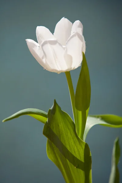 Jediný bílý Tulipán — Stock fotografie