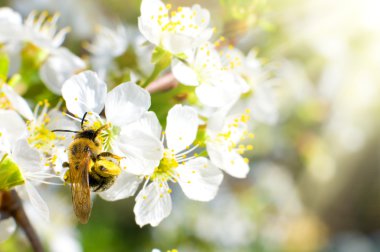 Bee on flower clipart