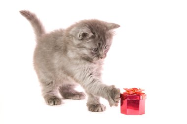 Kitten with gift clipart