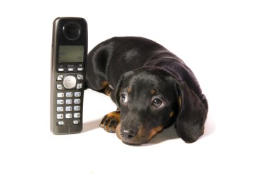 telefon ile köpek