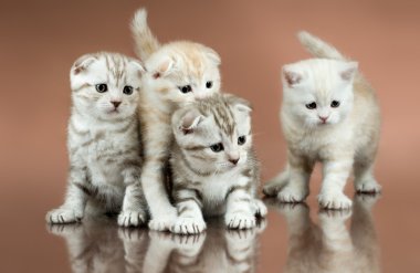 Kittens clipart