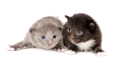 Two fluffy little kitten clipart