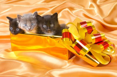 Fluffy little kittens clipart