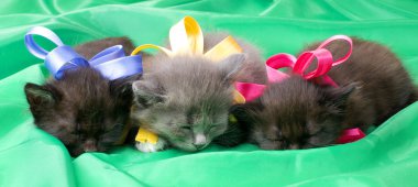 Fluffy little kittens clipart