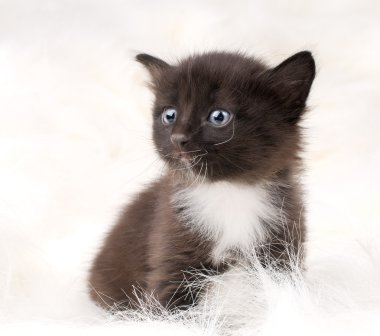 Fluffy little kitten clipart