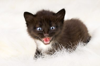 Fluffy little kitten clipart